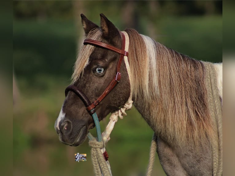 Altri pony/cavalli di piccola taglia Castrone 12 Anni 117 cm in Elkhart, TX