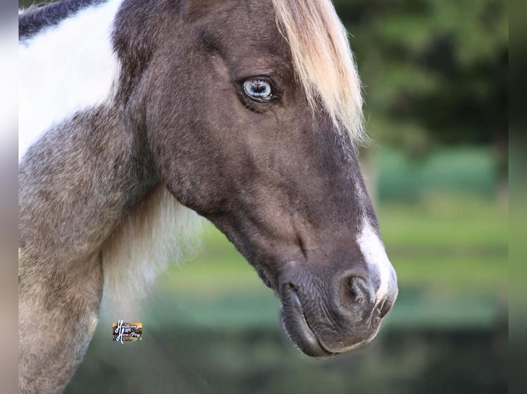 Altri pony/cavalli di piccola taglia Castrone 12 Anni 117 cm in Elkhart, TX