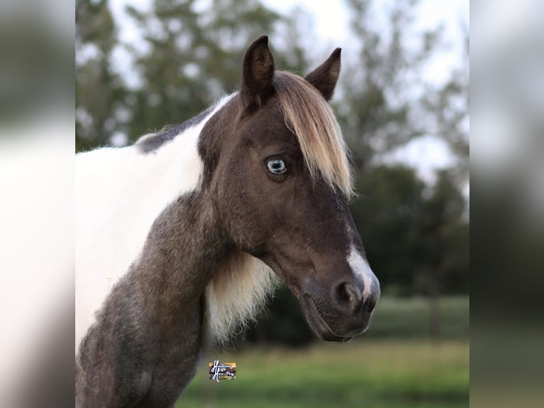 Altri pony/cavalli di piccola taglia Castrone 12 Anni 117 cm in Elkhart, TX