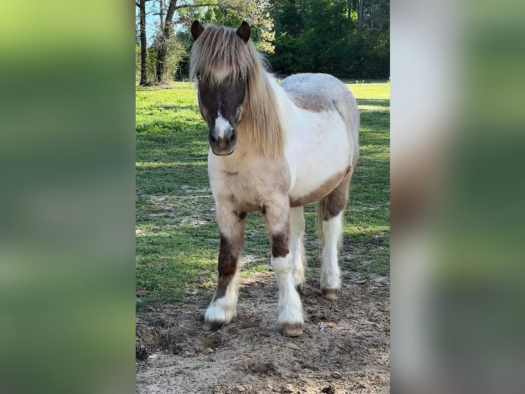 Altri pony/cavalli di piccola taglia Castrone 12 Anni 117 cm in Elkhart, TX