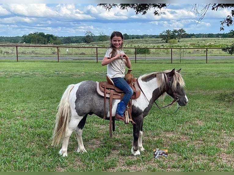 Altri pony/cavalli di piccola taglia Castrone 12 Anni 117 cm in Elkhart, TX