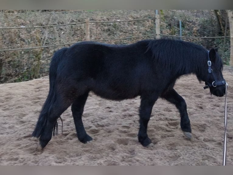 Altri pony/cavalli di piccola taglia Castrone 12 Anni 125 cm Morello in Kalletal