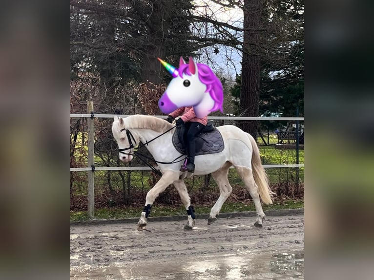 Altri pony/cavalli di piccola taglia Castrone 12 Anni 142 cm Cremello in Elze