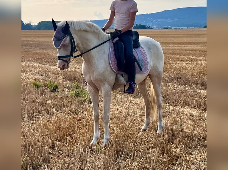 Altri pony/cavalli di piccola taglia Castrone 12 Anni 142 cm Cremello in Elze