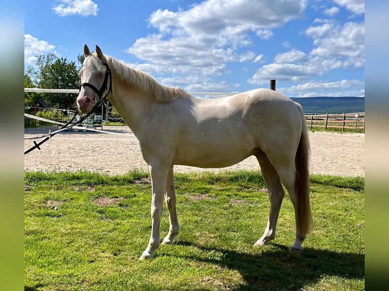 Altri pony/cavalli di piccola taglia Castrone 12 Anni 142 cm Cremello in Elze