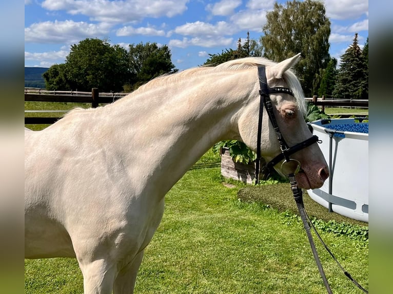 Altri pony/cavalli di piccola taglia Castrone 12 Anni 142 cm Cremello in Elze