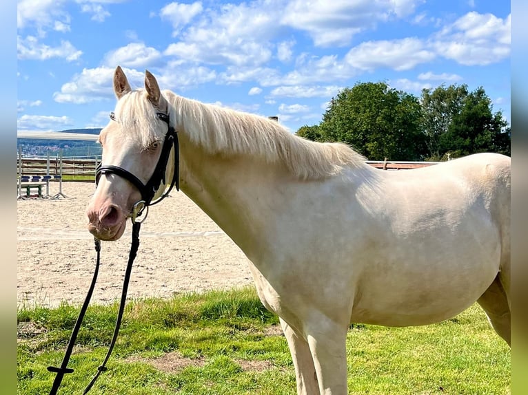 Altri pony/cavalli di piccola taglia Castrone 12 Anni 142 cm Cremello in Elze