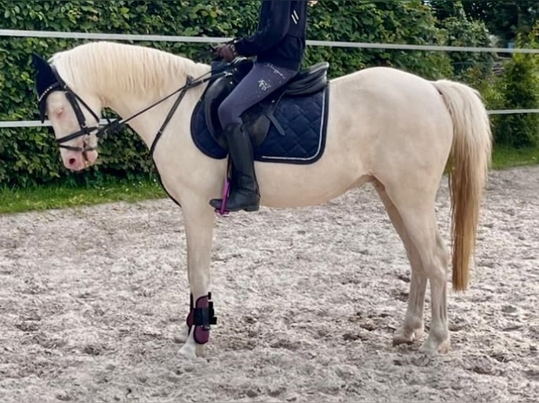 Altri pony/cavalli di piccola taglia Castrone 12 Anni 142 cm Cremello in Elze