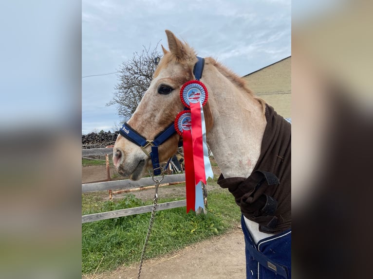 Altri pony/cavalli di piccola taglia Castrone 12 Anni 147 cm in Götzendorf