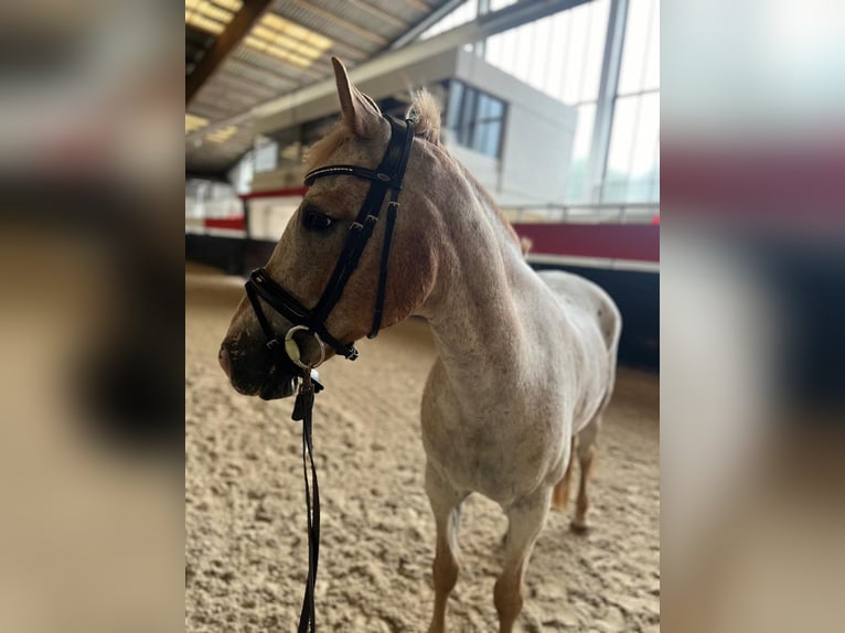 Altri pony/cavalli di piccola taglia Castrone 12 Anni 147 cm in Götzendorf