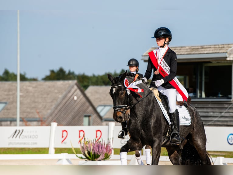 Altri pony/cavalli di piccola taglia Castrone 12 Anni 148 cm Grigio in Teodorów