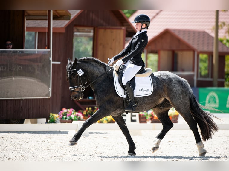 Altri pony/cavalli di piccola taglia Castrone 12 Anni 148 cm Grigio in Teodorów