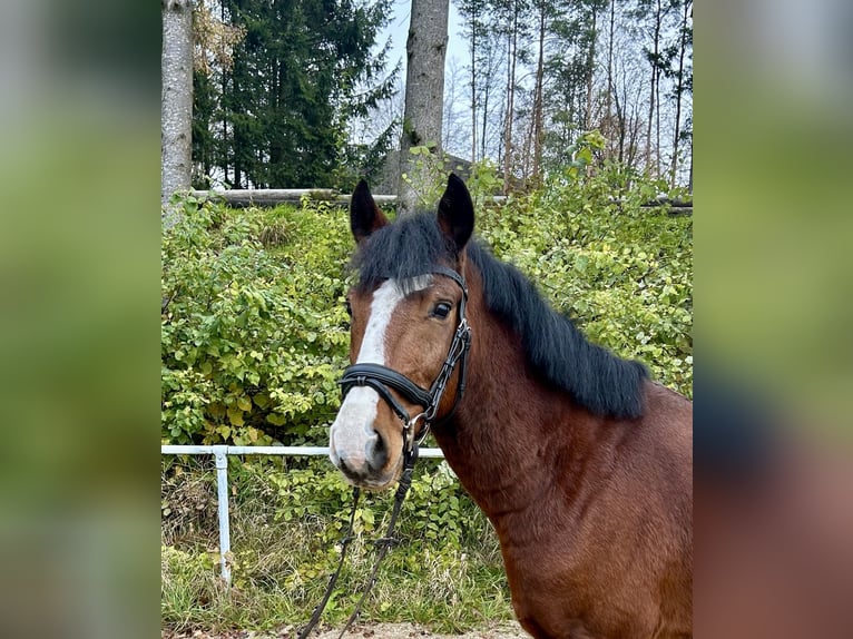 Altri pony/cavalli di piccola taglia Castrone 12 Anni 149 cm Baio in Pelmberg