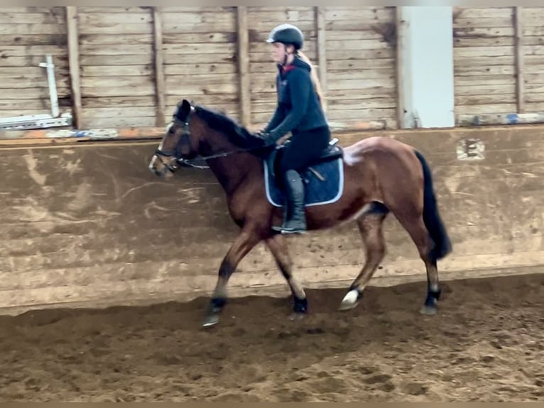 Altri pony/cavalli di piccola taglia Castrone 12 Anni 149 cm Baio in Pelmberg