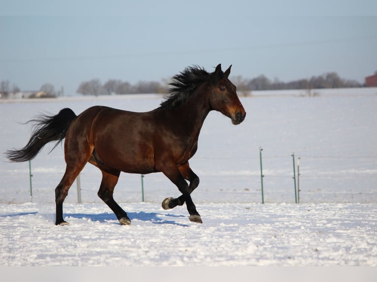 Altri pony/cavalli di piccola taglia Mix Castrone 12 Anni 152 cm Baio in Tannhausen