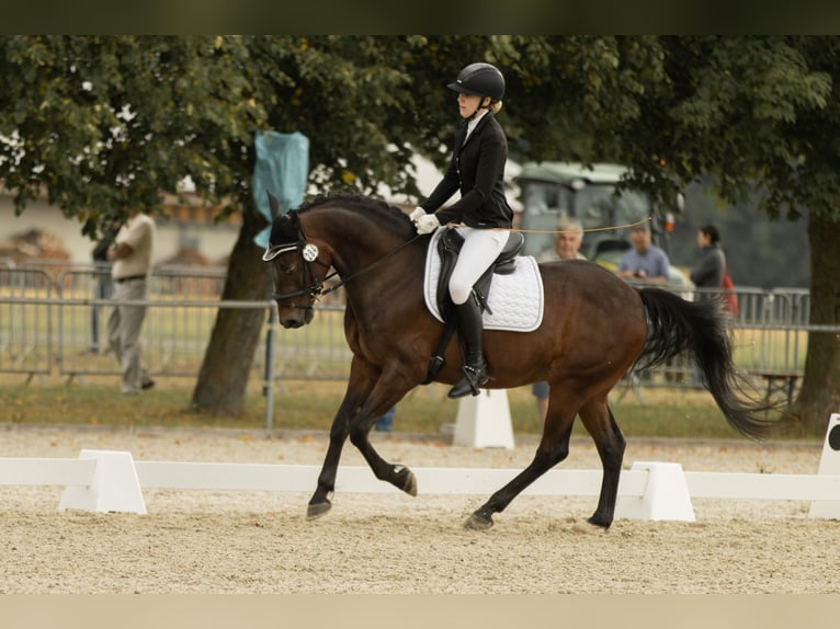 Altri pony/cavalli di piccola taglia Castrone 12 Anni 152 cm Baio in Tannhausen