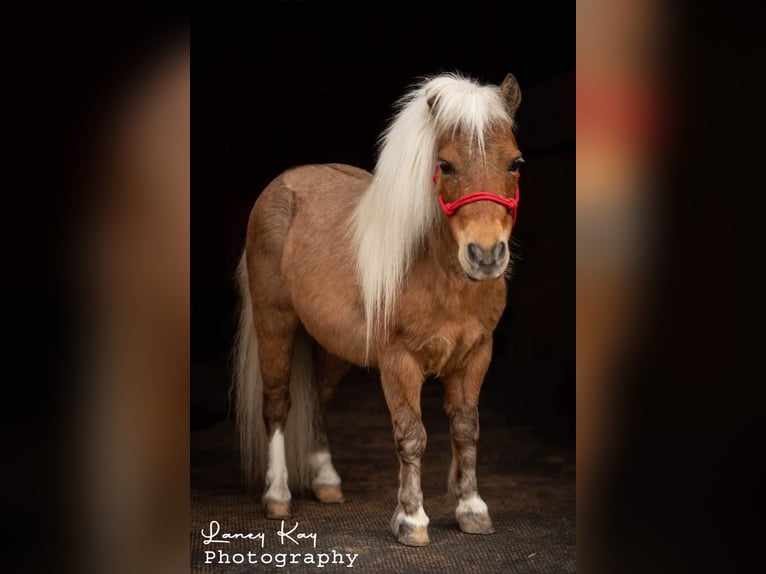 Altri pony/cavalli di piccola taglia Castrone 12 Anni 81 cm Palomino in Mount Vernon, MO