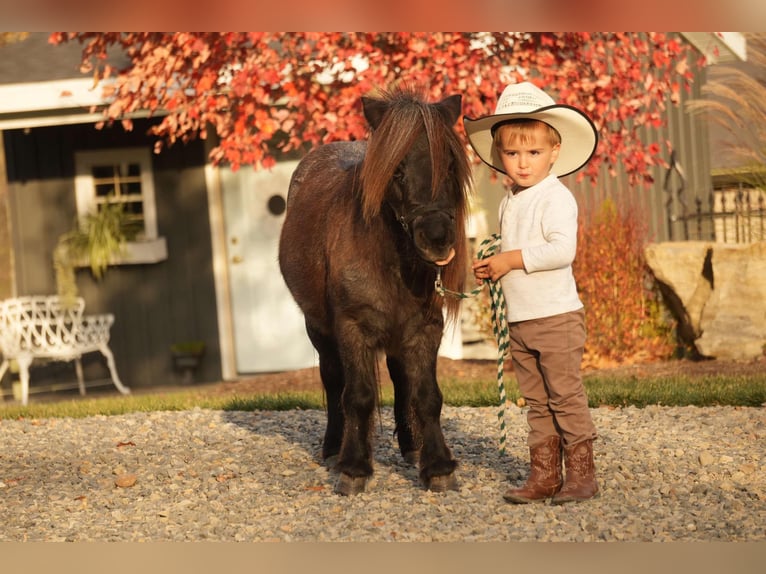 Altri pony/cavalli di piccola taglia Castrone 12 Anni 81 cm Roano blu in Fresno, OH