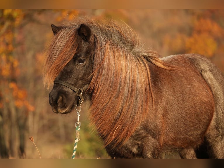 Altri pony/cavalli di piccola taglia Castrone 12 Anni 81 cm Roano blu in Fresno, OH