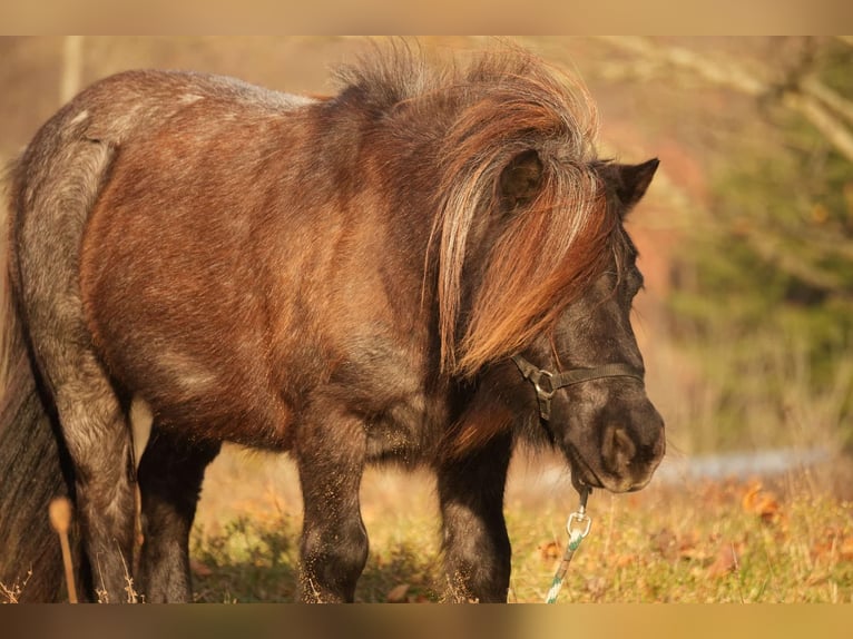 Altri pony/cavalli di piccola taglia Castrone 12 Anni 81 cm Roano blu in Fresno, OH