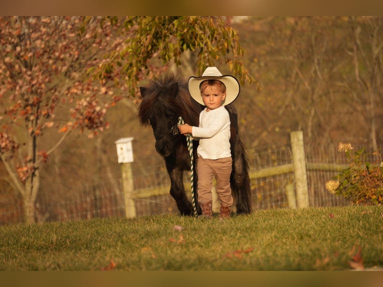 Altri pony/cavalli di piccola taglia Castrone 12 Anni 81 cm Roano blu in Fresno, OH