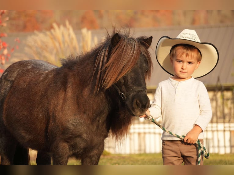 Altri pony/cavalli di piccola taglia Castrone 12 Anni 81 cm Roano blu in Fresno, OH