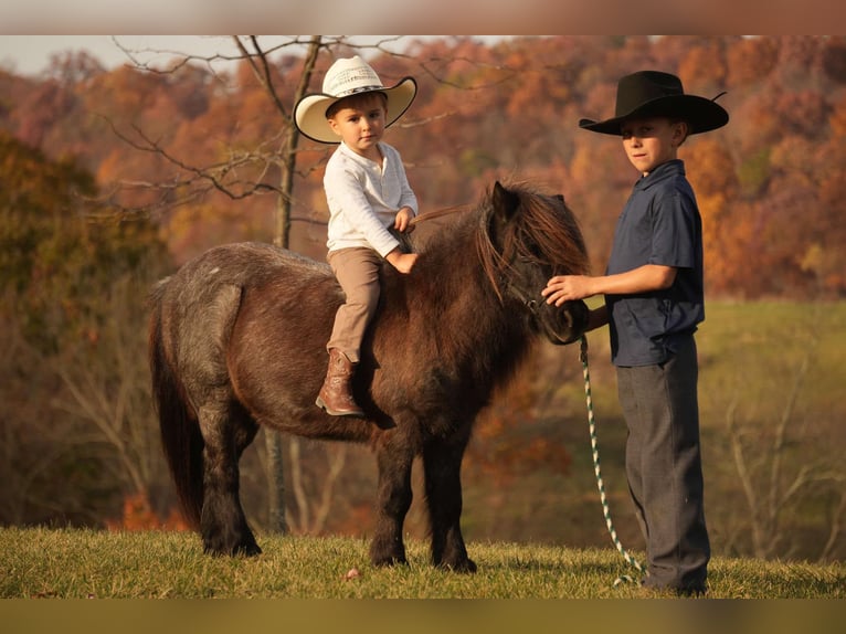 Altri pony/cavalli di piccola taglia Castrone 12 Anni 81 cm Roano blu in Fresno, OH