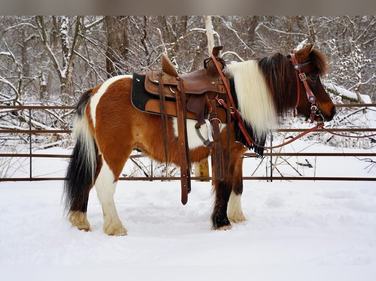 Altri pony/cavalli di piccola taglia Castrone 12 Anni 91 cm Baio ciliegia in Valley Springs, SD
