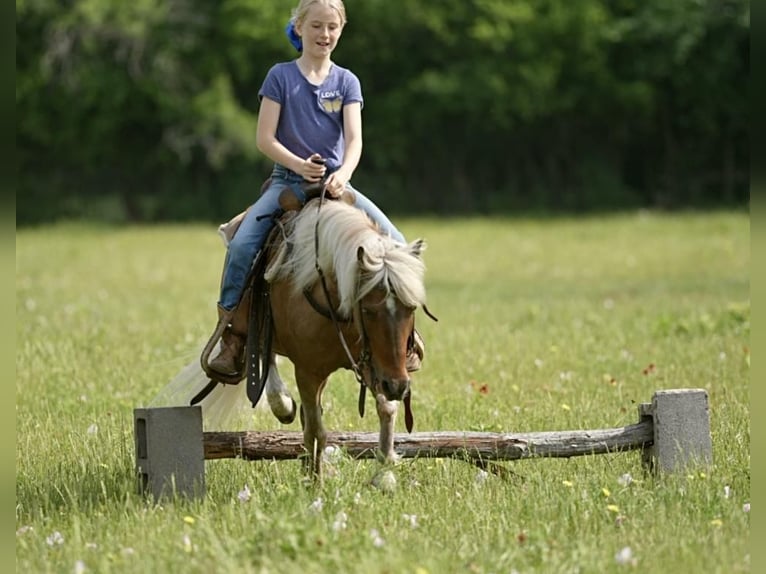 Altri pony/cavalli di piccola taglia Castrone 13 Anni 102 cm Palomino in Weatherford, TX