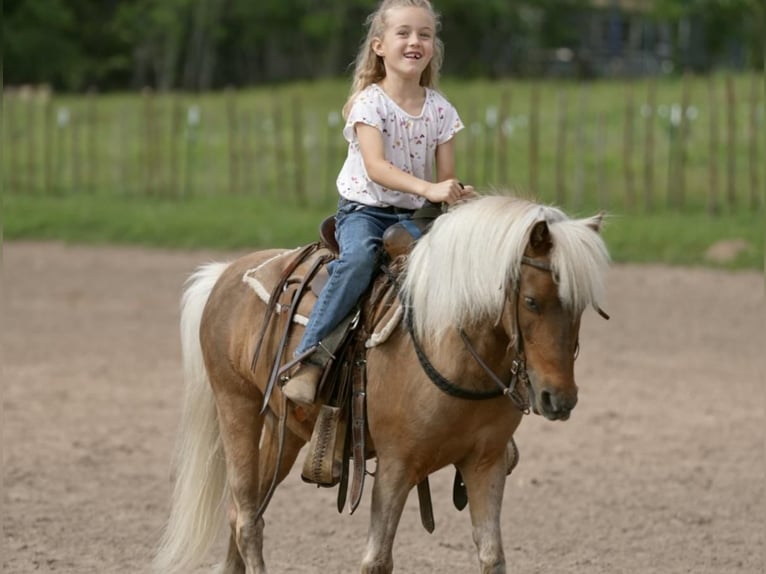 Altri pony/cavalli di piccola taglia Castrone 13 Anni 102 cm Palomino in Weatherford, TX