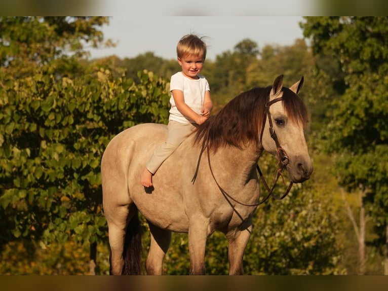 Altri pony/cavalli di piccola taglia Castrone 13 Anni 122 cm Pelle di daino in Fresno, OH