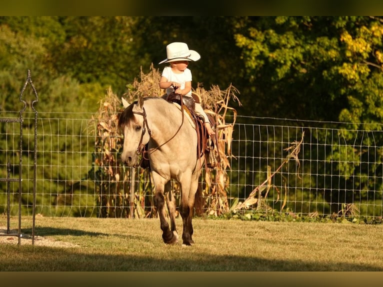 Altri pony/cavalli di piccola taglia Castrone 13 Anni 122 cm Pelle di daino in Fresno, OH