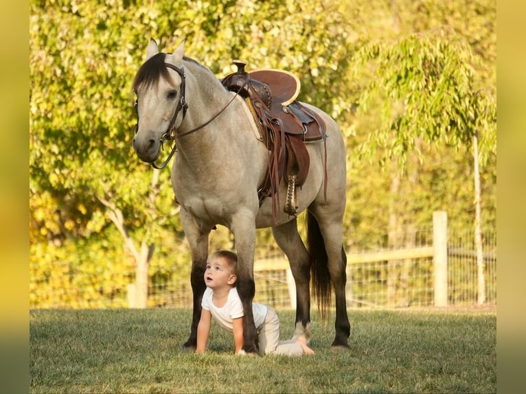 Altri pony/cavalli di piccola taglia Castrone 13 Anni 122 cm Pelle di daino in Fresno, OH