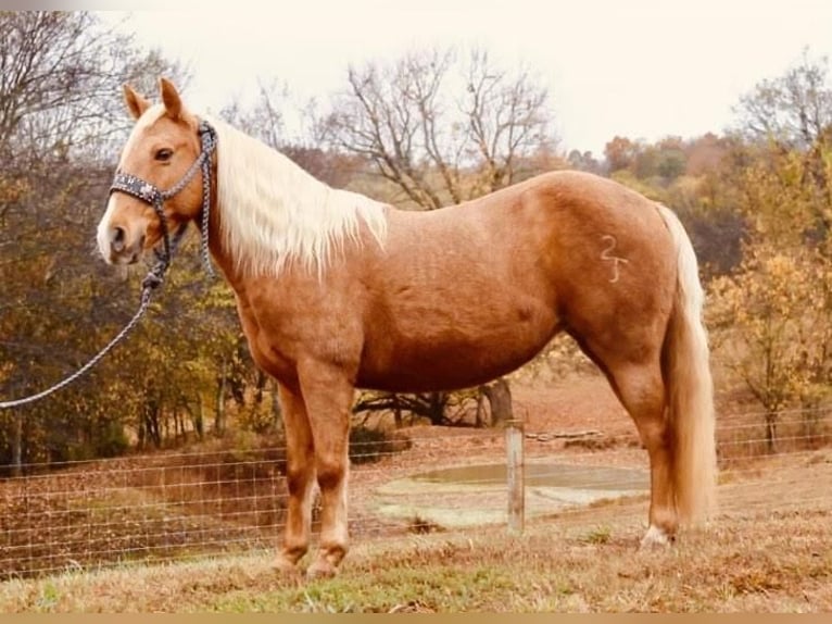 Altri pony/cavalli di piccola taglia Castrone 13 Anni 124 cm Palomino in Culleoka