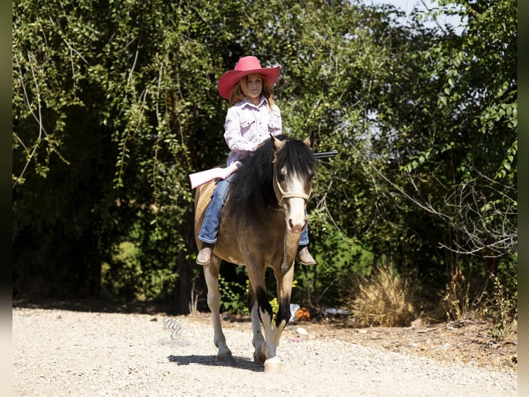 Altri pony/cavalli di piccola taglia Castrone 13 Anni 127 cm Pelle di daino in Caldwell, ID