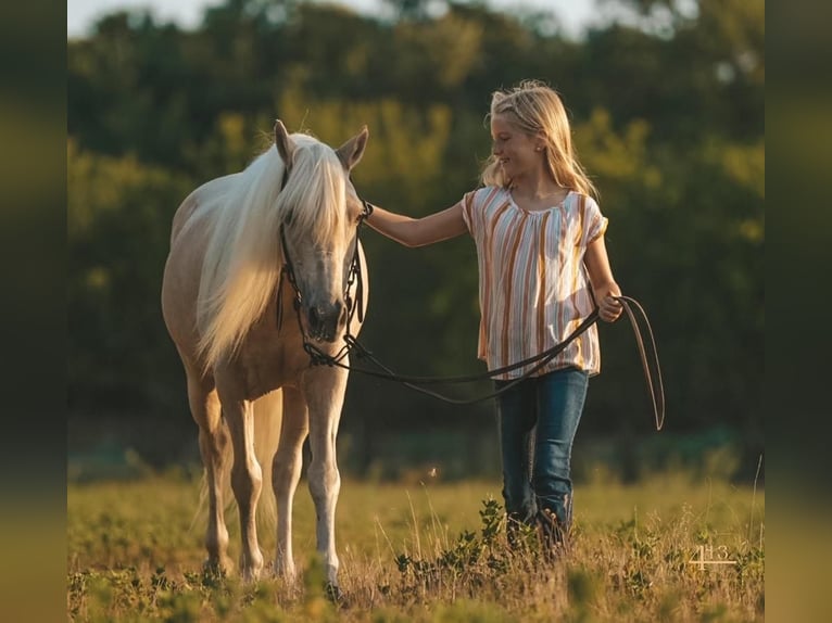 Altri pony/cavalli di piccola taglia Castrone 13 Anni 132 cm Palomino in Weatherford, TX