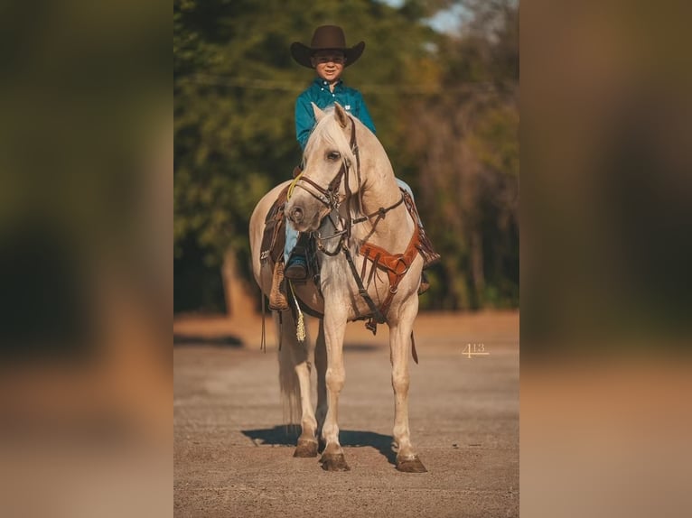 Altri pony/cavalli di piccola taglia Castrone 13 Anni 132 cm Palomino in Weatherford, TX