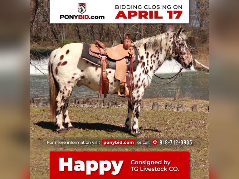 Altri pony/cavalli di piccola taglia Castrone 13 Anni 132 cm in Sallisaw, OK