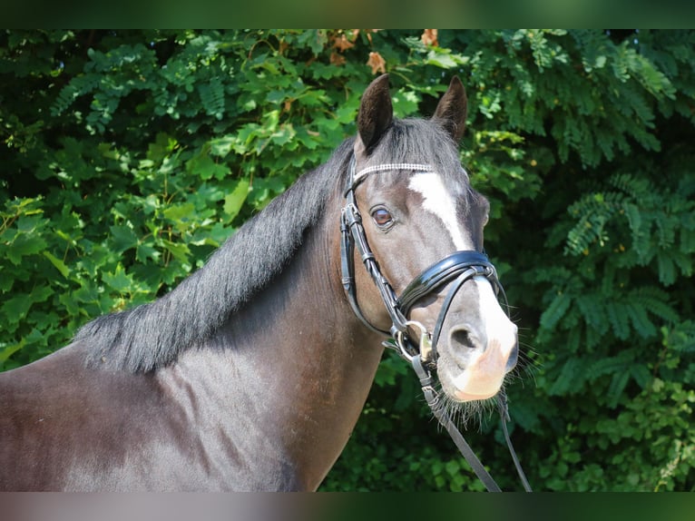 Altri pony/cavalli di piccola taglia Castrone 13 Anni 135 cm Morello in Braunschweig