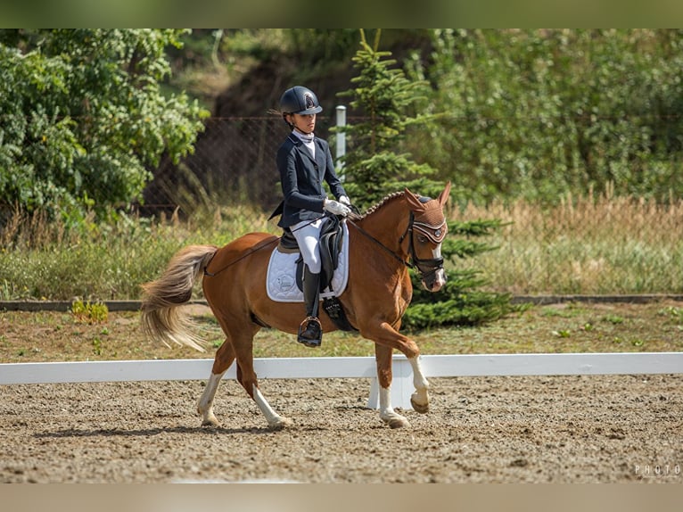 Altri pony/cavalli di piccola taglia Castrone 13 Anni 136 cm Sauro in Bydgoszcz