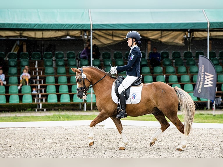 Altri pony/cavalli di piccola taglia Castrone 13 Anni 136 cm Sauro in Bydgoszcz