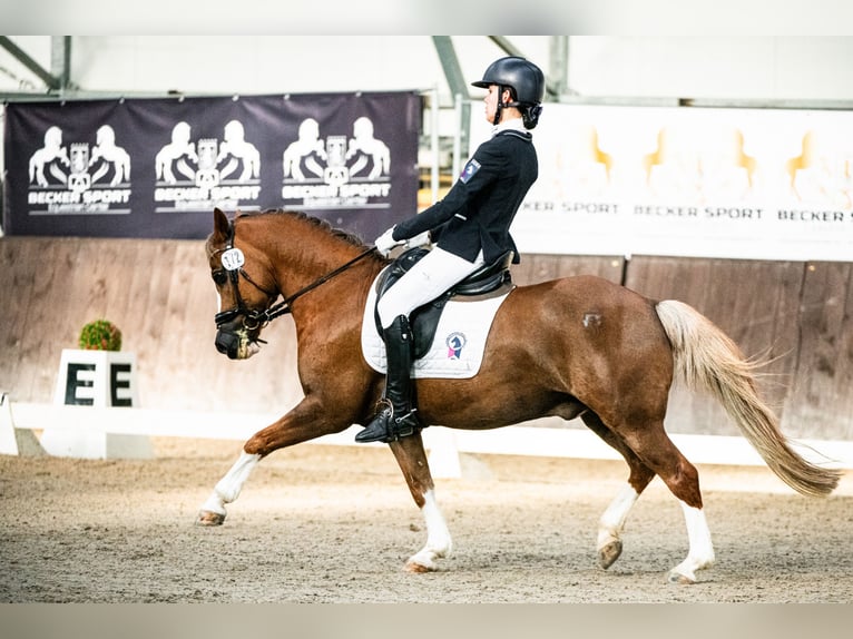 Altri pony/cavalli di piccola taglia Castrone 13 Anni 136 cm Sauro in Bydgoszcz