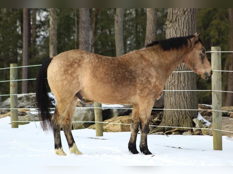 Altri pony/cavalli di piccola taglia Castrone 13 Anni 142 cm Pelle di daino in Shippenville, PA