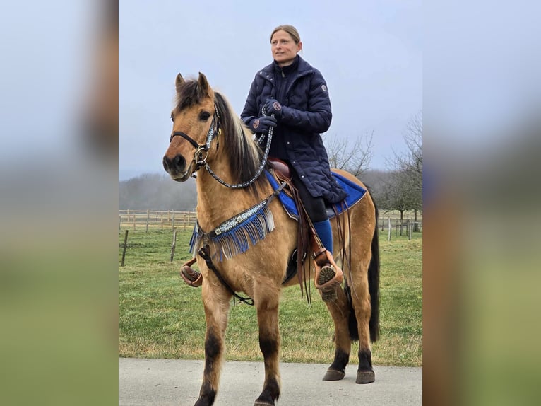 Altri pony/cavalli di piccola taglia Castrone 13 Anni 145 cm Falbo in Linkenbach