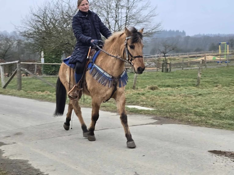 Altri pony/cavalli di piccola taglia Castrone 13 Anni 145 cm Falbo in Linkenbach