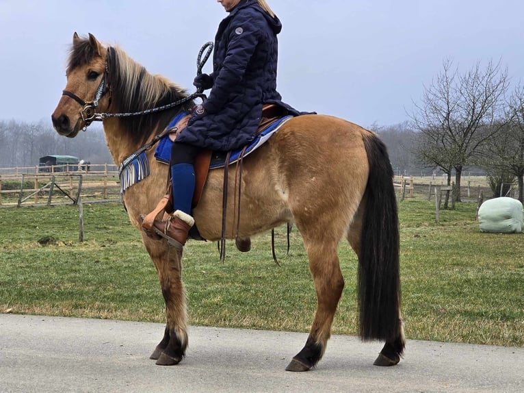 Altri pony/cavalli di piccola taglia Castrone 13 Anni 145 cm Falbo in Linkenbach