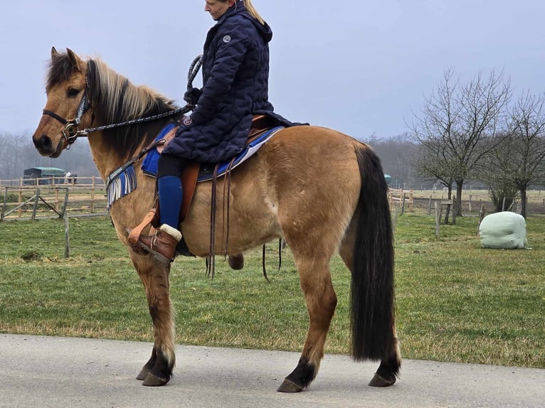 Altri pony/cavalli di piccola taglia Castrone 13 Anni 145 cm Falbo in Linkenbach