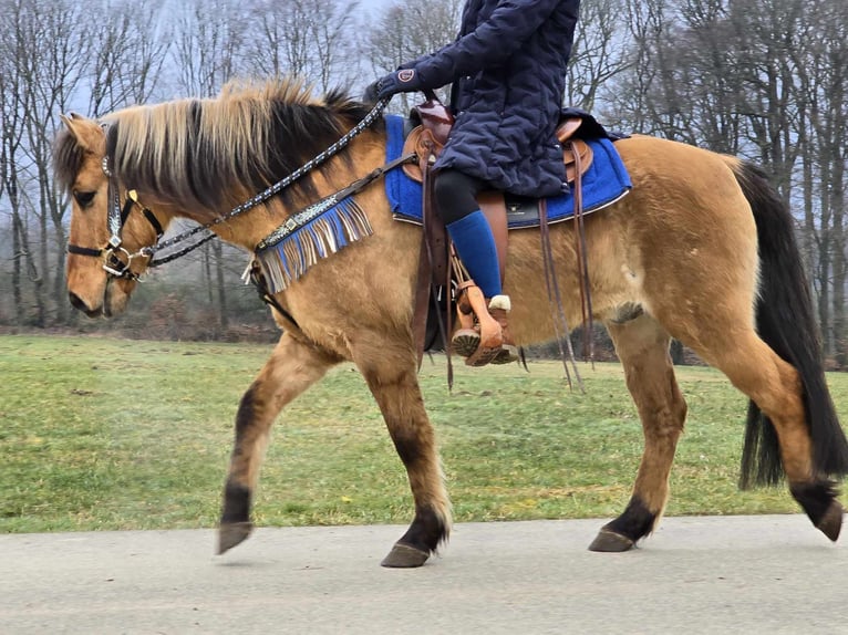 Altri pony/cavalli di piccola taglia Castrone 13 Anni 145 cm Falbo in Linkenbach