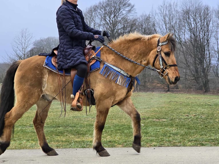 Altri pony/cavalli di piccola taglia Castrone 13 Anni 145 cm Falbo in Linkenbach