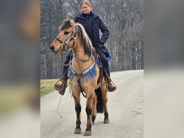 Altri pony/cavalli di piccola taglia Castrone 13 Anni 145 cm Falbo in Linkenbach